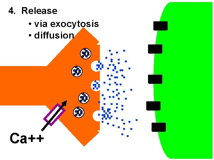 4. Release • via exocytosis • diffusion Ca++ 