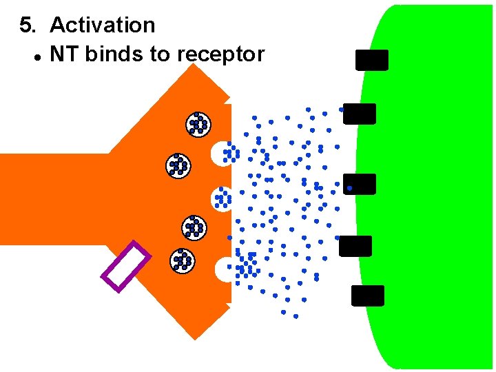 5. Activation l NT binds to receptor 