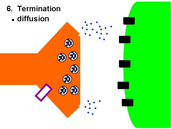 6. Termination l diffusion 