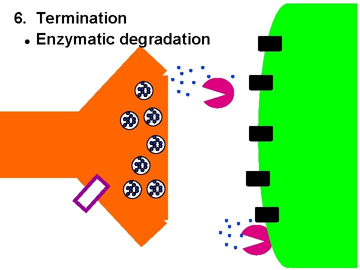 6. Termination l Enzymatic degradation 