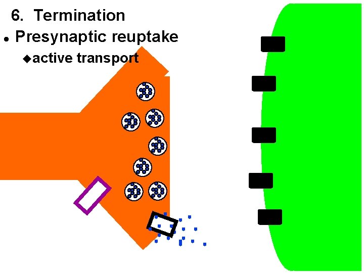 6. Termination l Presynaptic reuptake uactive transport 