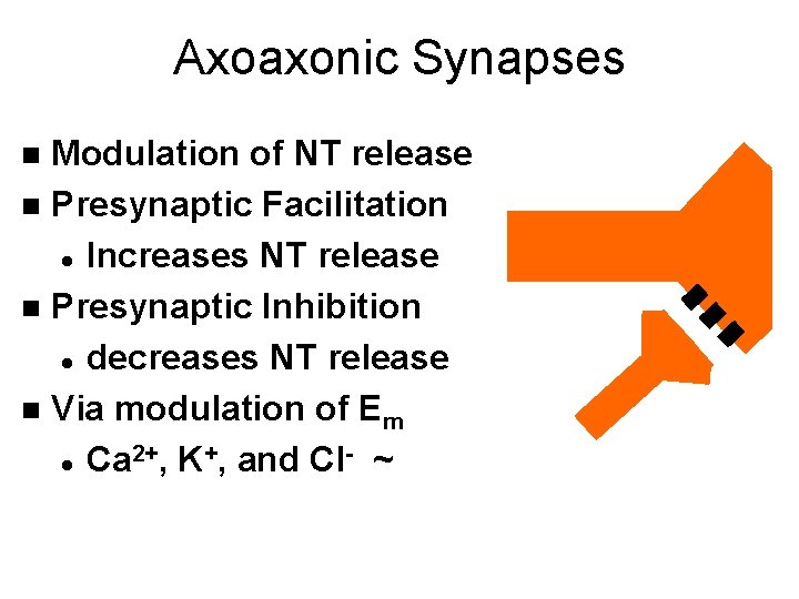 Axoaxonic Synapses Modulation of NT release n Presynaptic Facilitation l Increases NT release n