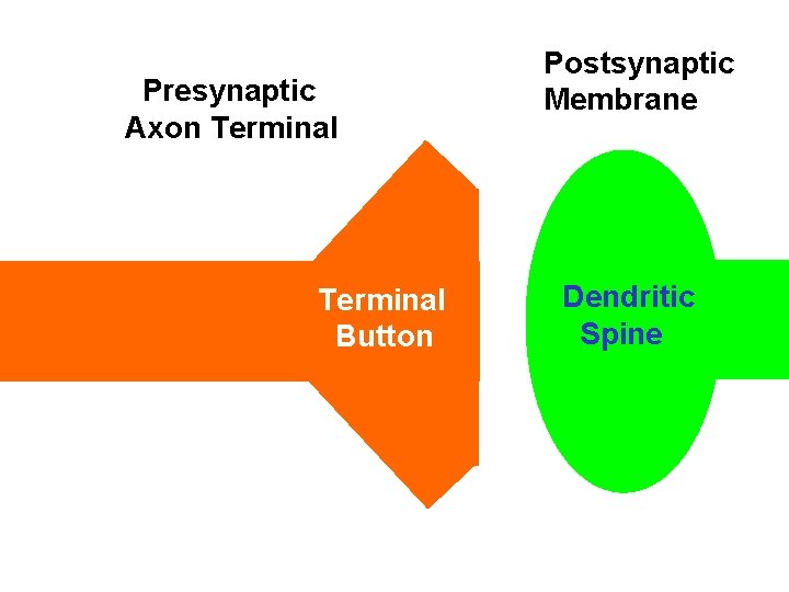 Presynaptic Axon Terminal Button Postsynaptic Membrane Dendritic Spine 