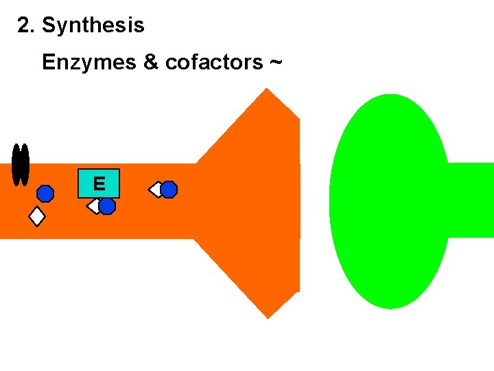 2. Synthesis Enzymes & cofactors ~ E 