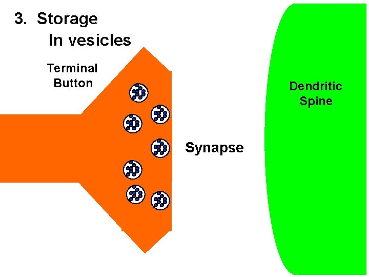 3. Storage In vesicles Terminal Button Dendritic Spine Synapse 