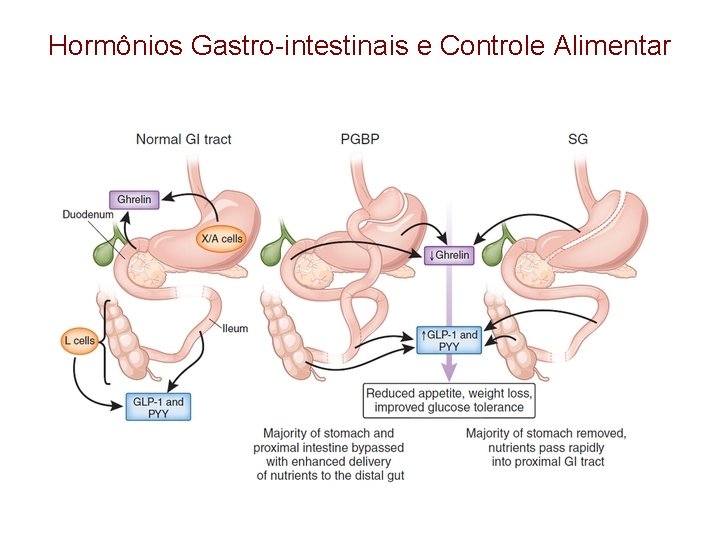 Hormônios Gastro-intestinais e Controle Alimentar 
