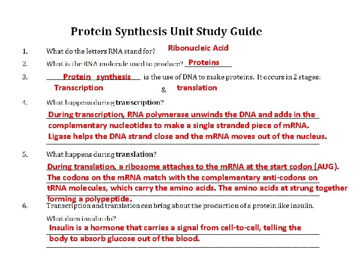 Ribonucleic Acid Proteins Protein synthesis Transcription translation During transcription, RNA polymerase unwinds the DNA