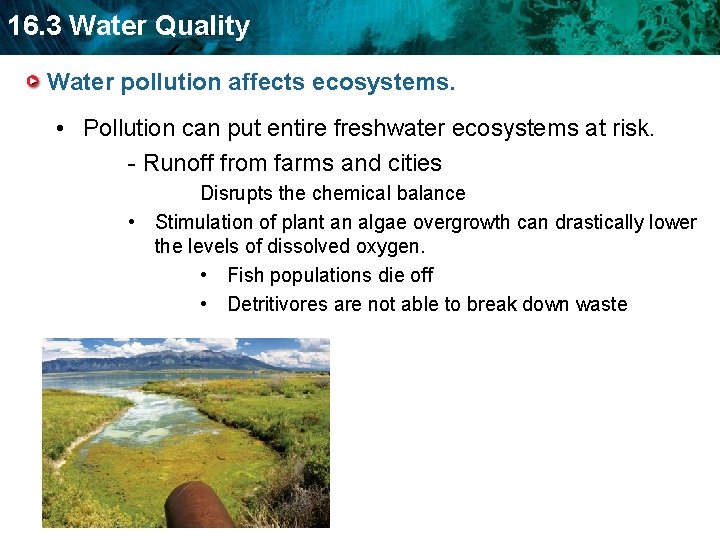 16. 3 Water Quality Water pollution affects ecosystems. • Pollution can put entire freshwater