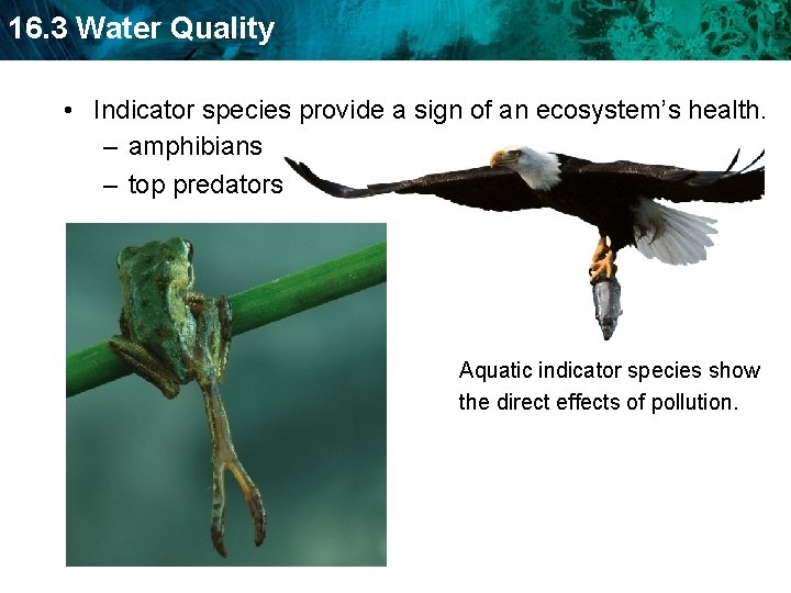 16. 3 Water Quality • Indicator species provide a sign of an ecosystem’s health.