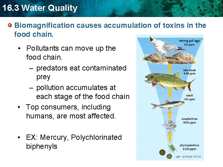 16. 3 Water Quality Biomagnification causes accumulation of toxins in the food chain. •