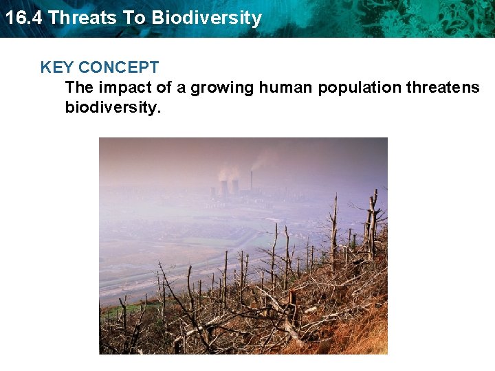 16. 4 Threats To Biodiversity KEY CONCEPT The impact of a growing human population