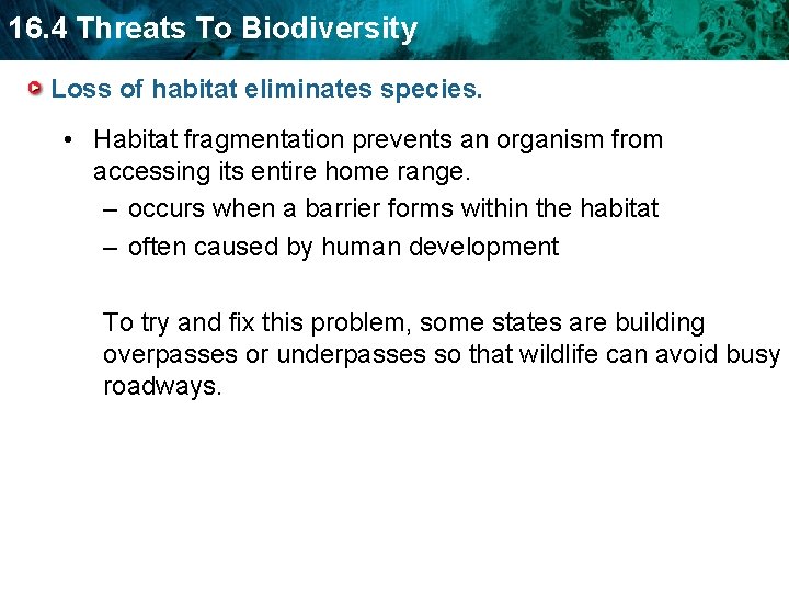 16. 4 Threats To Biodiversity Loss of habitat eliminates species. • Habitat fragmentation prevents