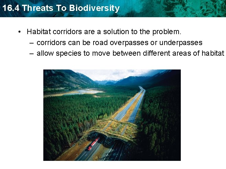 16. 4 Threats To Biodiversity • Habitat corridors are a solution to the problem.