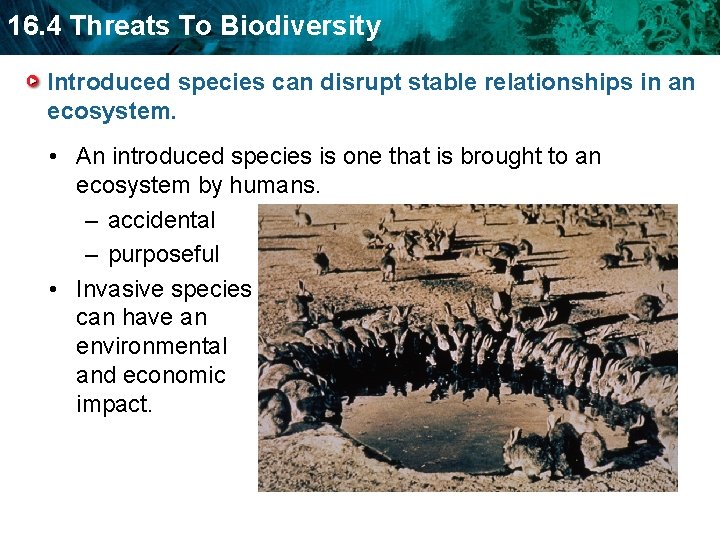 16. 4 Threats To Biodiversity Introduced species can disrupt stable relationships in an ecosystem.