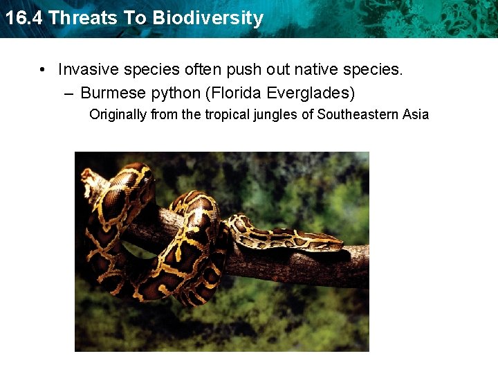 16. 4 Threats To Biodiversity • Invasive species often push out native species. –