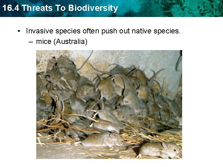 16. 4 Threats To Biodiversity • Invasive species often push out native species. –