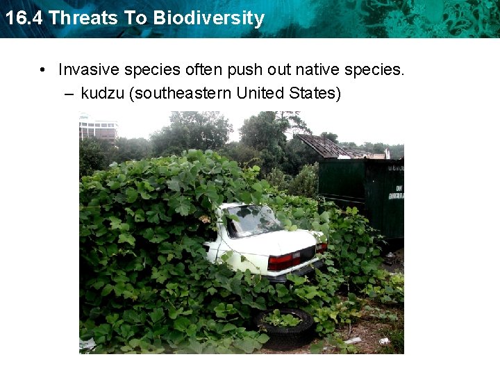 16. 4 Threats To Biodiversity • Invasive species often push out native species. –