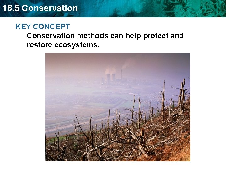 16. 5 Conservation KEY CONCEPT Conservation methods can help protect and restore ecosystems. 