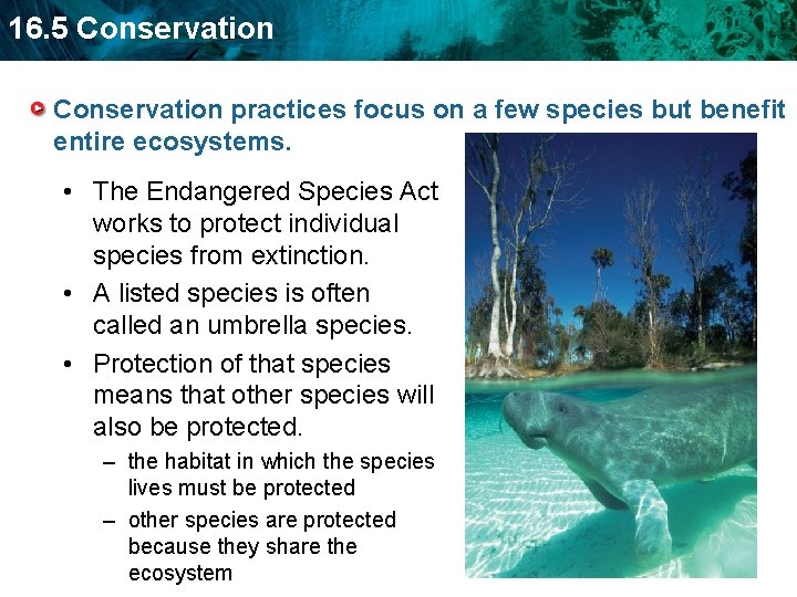 16. 5 Conservation practices focus on a few species but benefit entire ecosystems. •