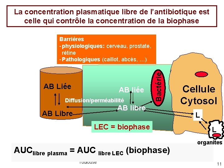 La concentration plasmatique libre de l’antibiotique est celle qui contrôle la concentration de la