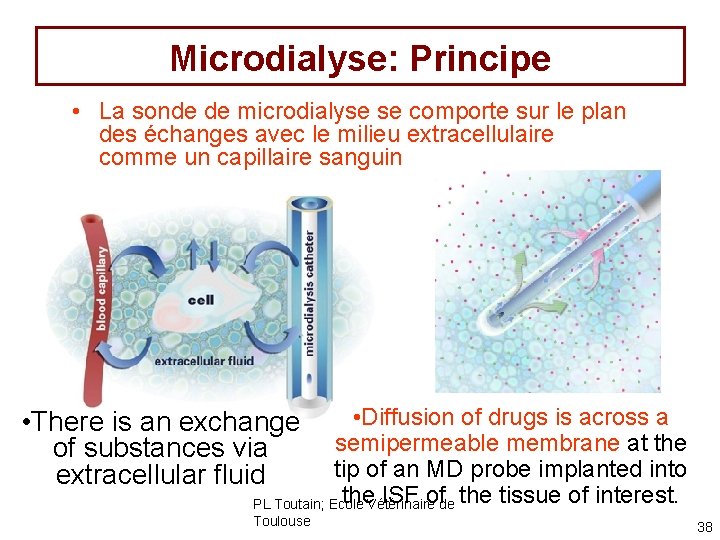 Microdialyse: Principe • La sonde de microdialyse se comporte sur le plan des échanges