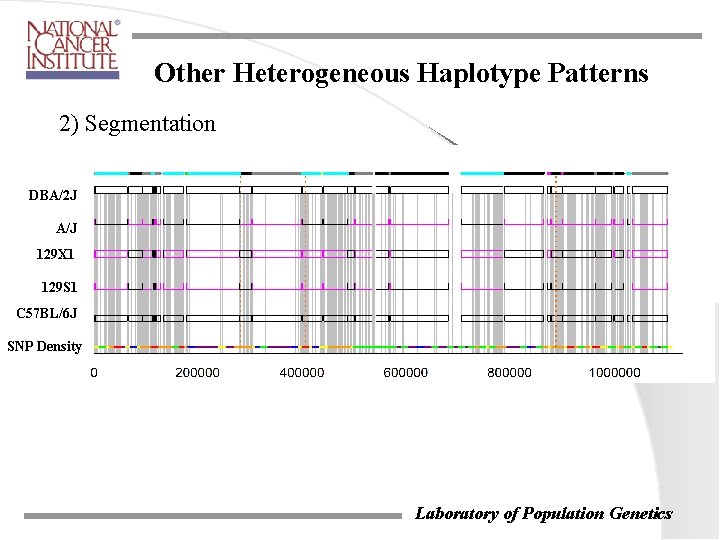 Other Heterogeneous Haplotype Patterns 2) Segmentation DBA/2 J A/J 129 X 1 129 S Other Heterogeneous Haplotype Patterns 2) Segmentation DBA/2 J A/J 129 X 1 129 S