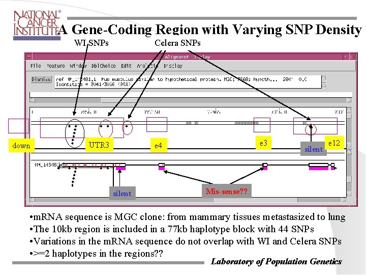 A Gene-Coding Region with Varying SNP Density WI SNPs down Celera SNPs UTR 3 A Gene-Coding Region with Varying SNP Density WI SNPs down Celera SNPs UTR 3