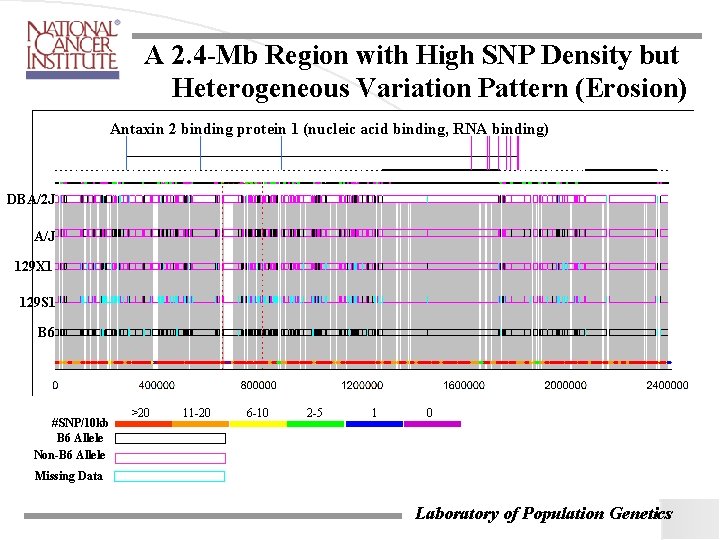 A 2. 4 -Mb Region with High SNP Density but Heterogeneous Variation Pattern (Erosion) A 2. 4 -Mb Region with High SNP Density but Heterogeneous Variation Pattern (Erosion)