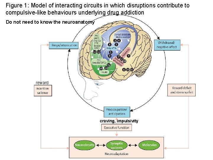 Figure 1: Model of interacting circuits in which disruptions contribute to compulsive-like behaviours underlying