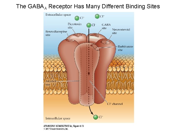 The GABAA Receptor Has Many Different Binding Sites 