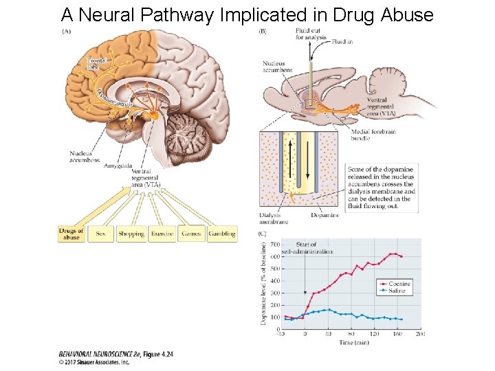A Neural Pathway Implicated in Drug Abuse 