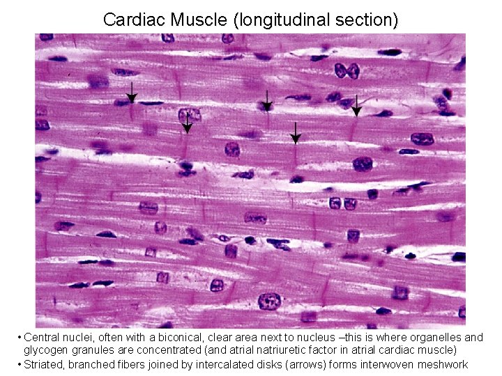 Cardiac Muscle (longitudinal section) • Central nuclei, often with a biconical, clear area next