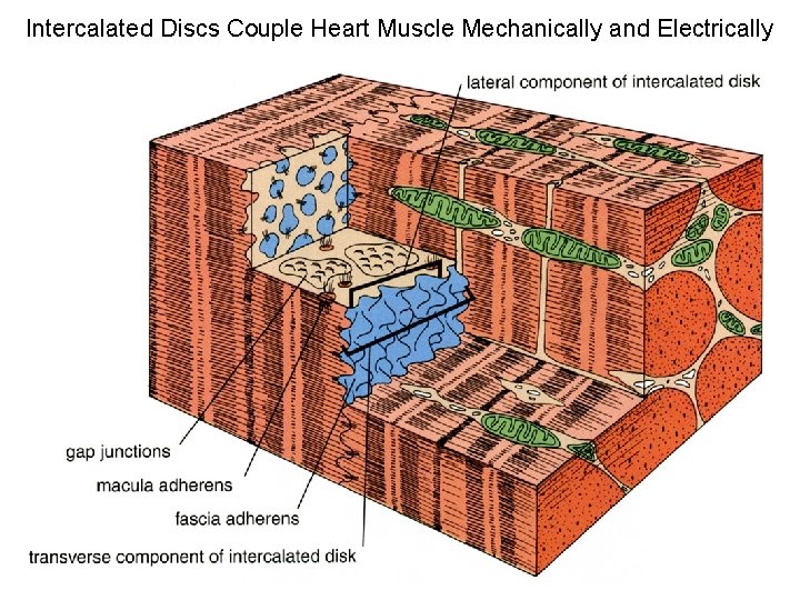 Intercalated Discs Couple Heart Muscle Mechanically and Electrically 