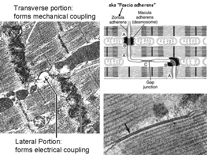 Transverse portion: forms mechanical coupling Lateral Portion: forms electrical coupling aka “Fascia adherens” 