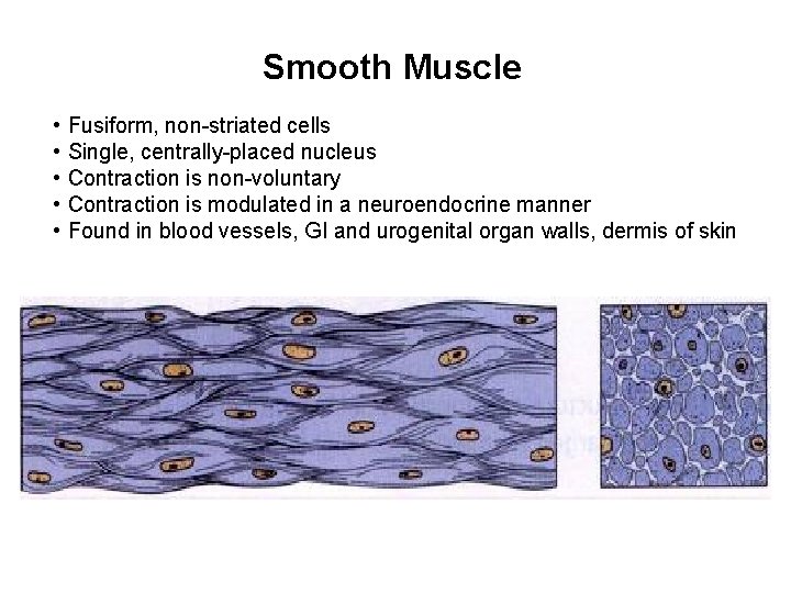 Smooth Muscle • • • Fusiform, non-striated cells Single, centrally-placed nucleus Contraction is non-voluntary