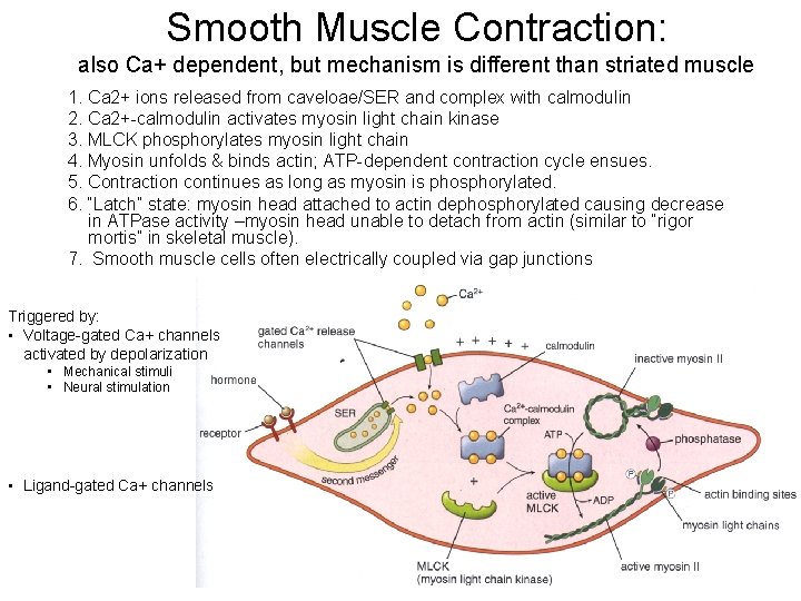 Smooth Muscle Contraction: also Ca+ dependent, but mechanism is different than striated muscle 1.