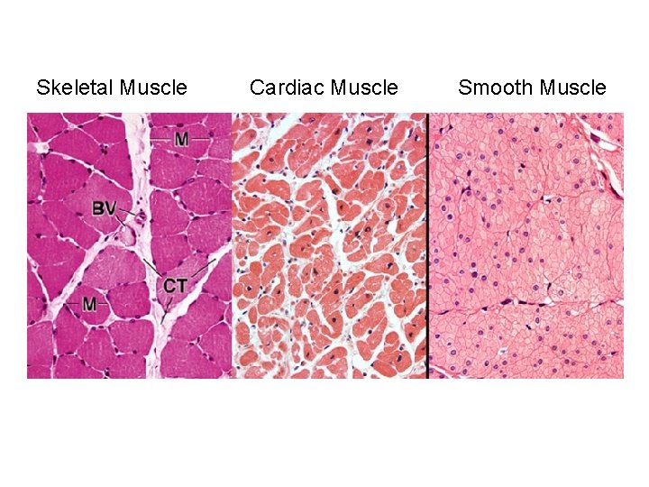 Skeletal Muscle Cardiac Muscle Smooth Muscle 