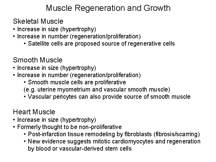 Muscle Regeneration and Growth Skeletal Muscle • Increase in size (hypertrophy) • Increase in