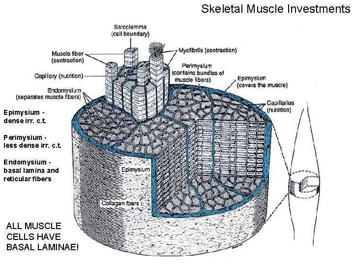 Skeletal Muscle Investments Epimysium dense irr. c. t. Perimysium less dense irr. c. t.