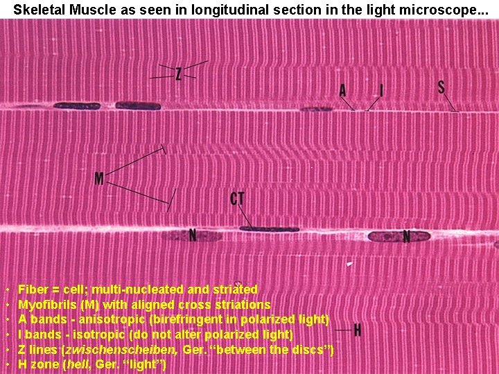 Skeletal Muscle as seen in longitudinal section in the light microscope. . . •