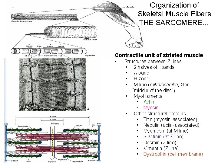 Organization of Skeletal Muscle Fibers THE SARCOMERE… Contractile unit of striated muscle • Structures