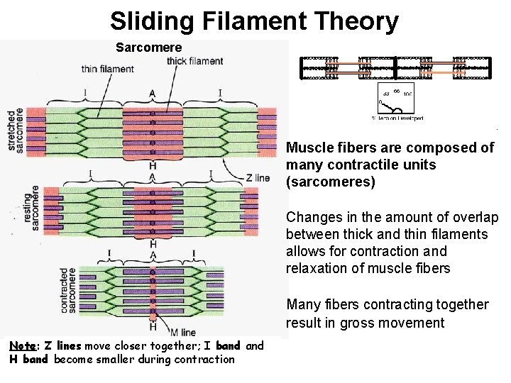 Sliding Filament Theory Sarcomere Muscle fibers are composed of many contractile units (sarcomeres) Changes