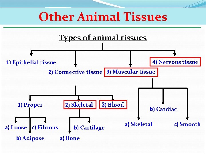 Other Animal Tissues Types of animal tissues 4) Nervous tissue 1) Epithelial tissue 2)