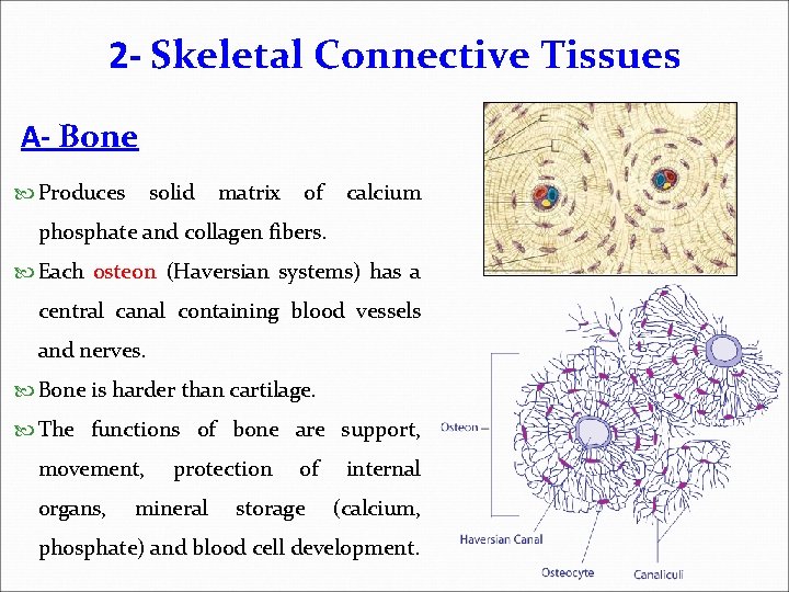 2 - Skeletal Connective Tissues A- Bone Produces solid matrix of calcium phosphate and