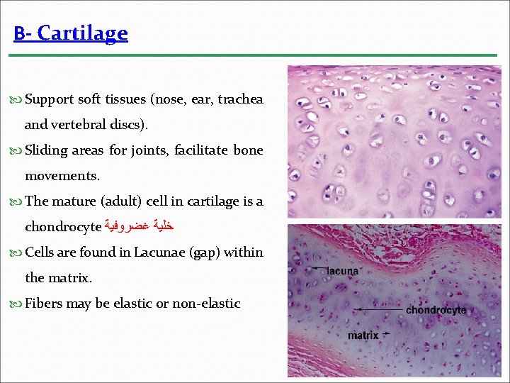 B- Cartilage Support soft tissues (nose, ear, trachea and vertebral discs). Sliding areas for