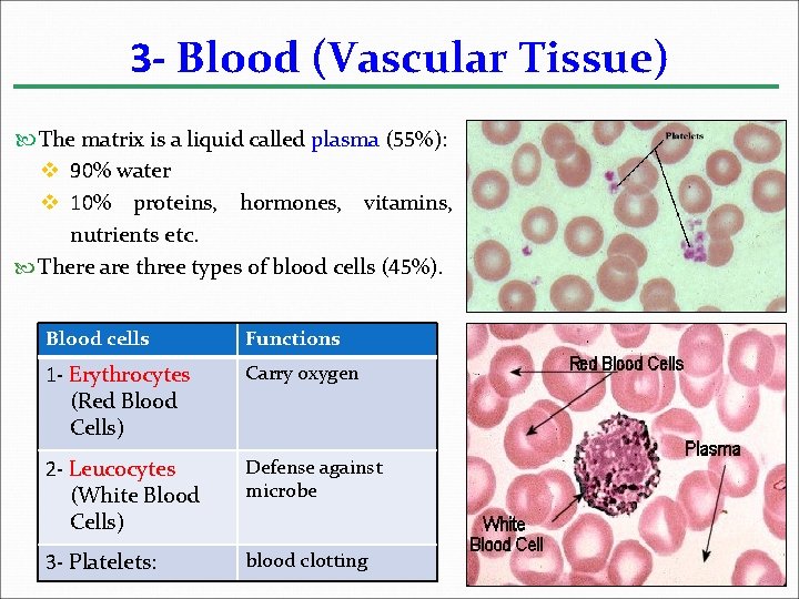 3 - Blood (Vascular Tissue) The matrix is a liquid called plasma (55%): v