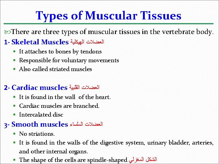 Types of Muscular Tissues There are three types of muscular tissues in the vertebrate