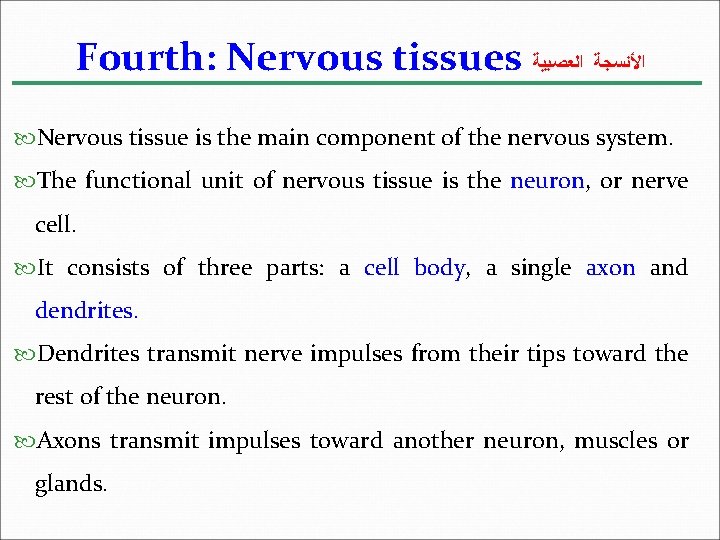 Fourth: Nervous tissues ﺍﻷﻨﺴﺠﺔ ﺍﻟﻌﺼﺒﻴﺔ Nervous tissue is the main component of the nervous