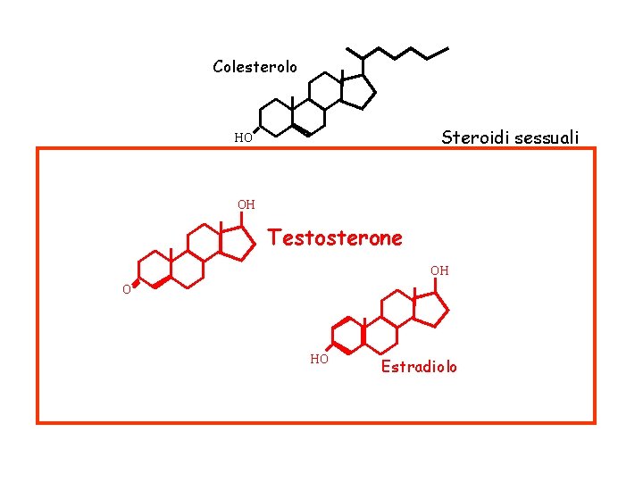 Colesterolo Steroidi sessuali HO OH Testosterone OH O HO Estradiolo 