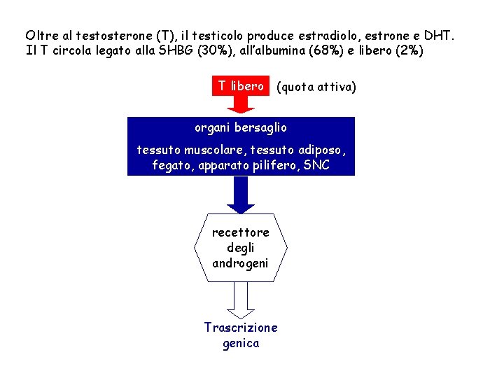 Oltre al testosterone (T), il testicolo produce estradiolo, estrone e DHT. Il T circola